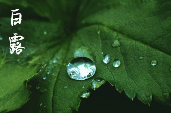 白露节气的寓意和传统 白露物候特点